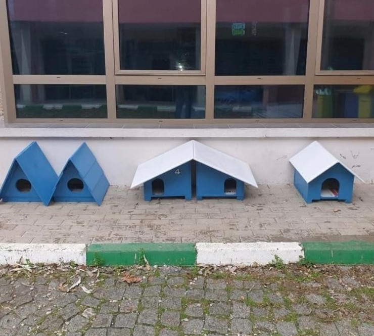 Öğrencileriyle Sokak Köpeklerini Besliyor