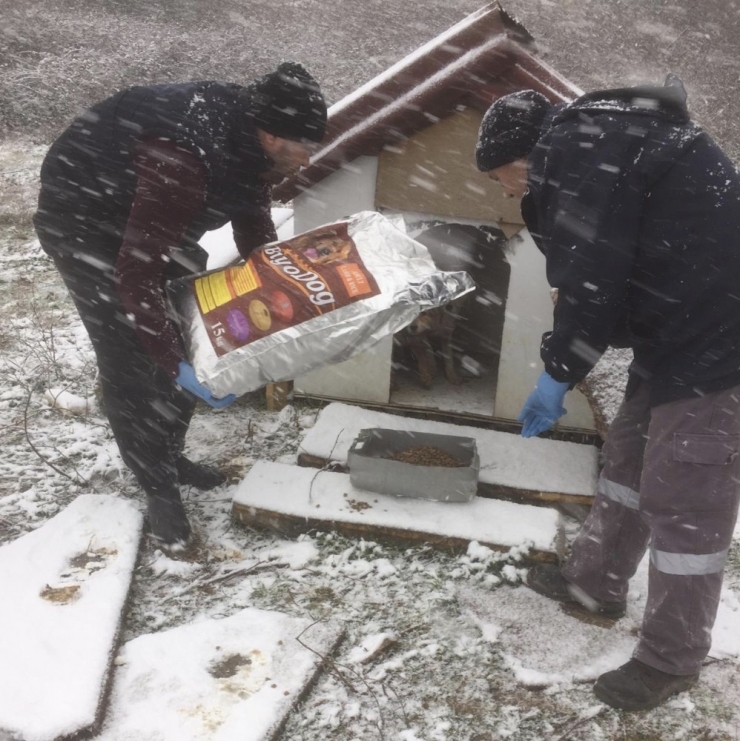 Darıca Belediyesi, Sokak Hayvanlarını Unutmadı