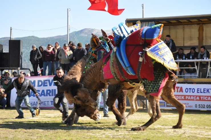 Geleneksel Deve Güreşleri 13’üncü Kez Gerçekleştirildi