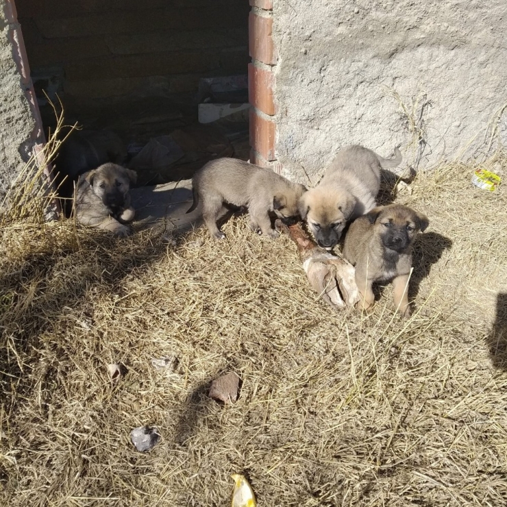 Kuyuda Mahsur Kalan Yavru Köpekler Kurtarıldı