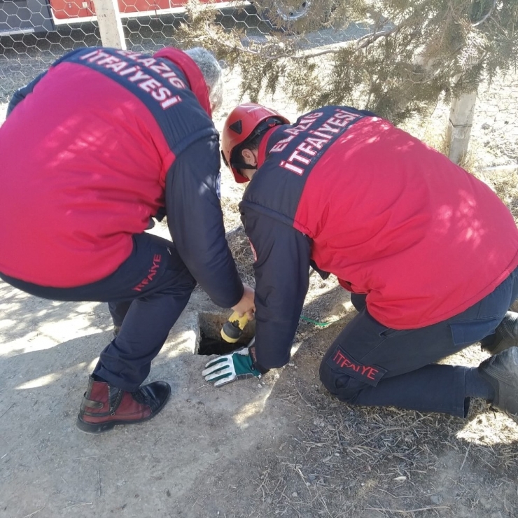 Kuyuda Mahsur Kalan Yavru Köpekler Kurtarıldı