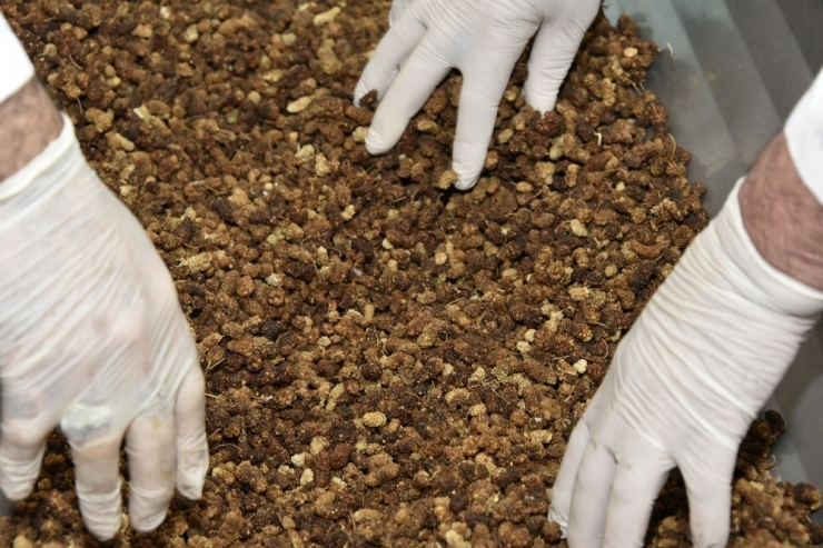 "Tüketici Değil Üretici Olmalıyız" Dedi, Organik Pestil Üretti