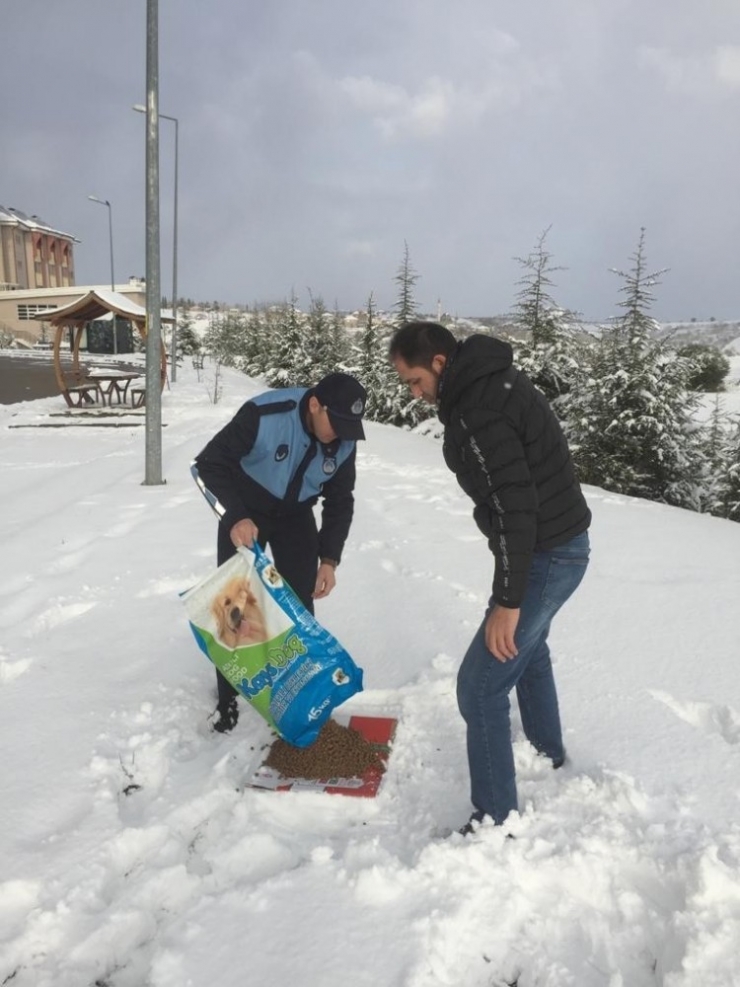 İzmit Belediyesi Sokak Hayvanlarını Unutmuyor