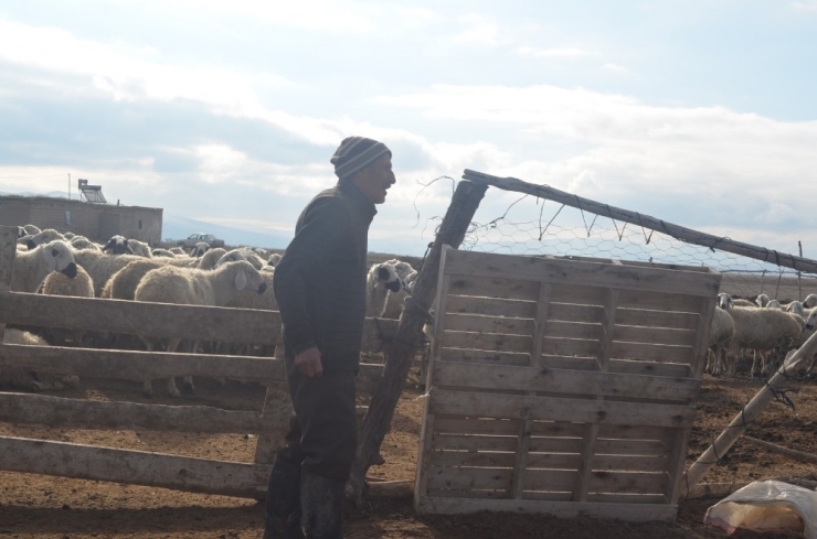 Çobanlar Hem Kış Şartları Hem De Arazi Şartları İle Mücadele Ediyor