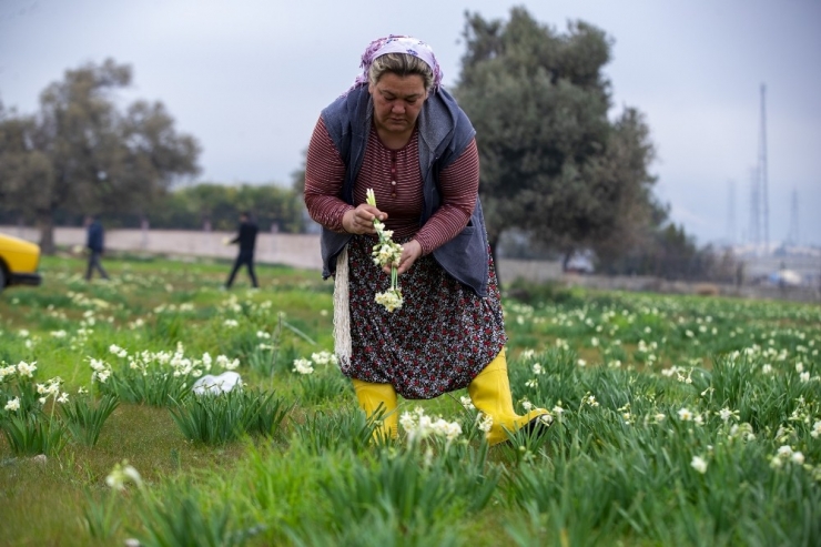 Nergis Üreticinin Yüzünü Güldürdü