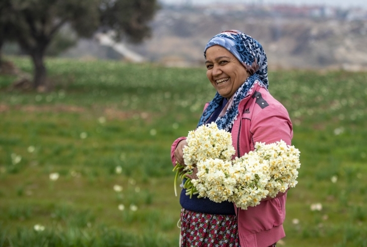 Nergis Üreticinin Yüzünü Güldürdü
