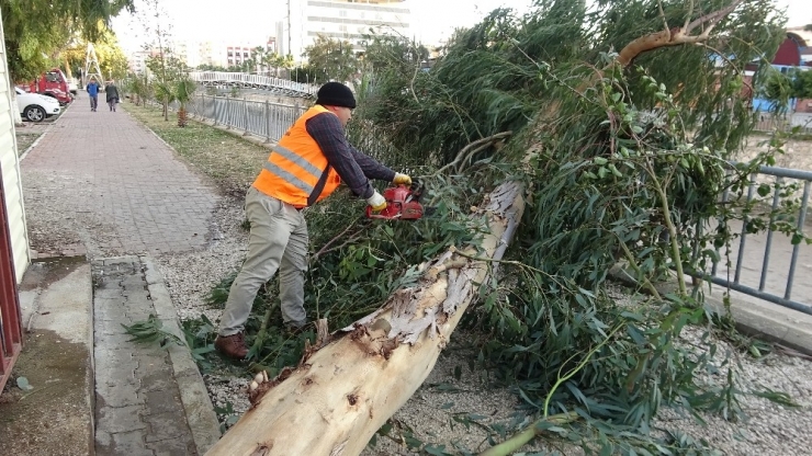 Rüzgarda Ağaçlar Yıkıldı, Yıkılma Riski Olanlar Budandı