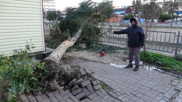 Rüzgarda Ağaçlar Yıkıldı, Yıkılma Riski Olanlar Budandı