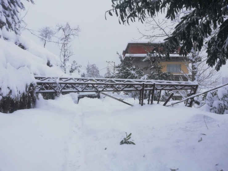 Kara Dayanamayan Ağaç, Yüksek Gerilim Hattını Da Kopardı