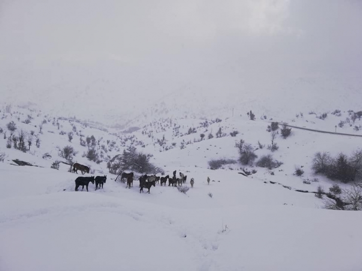Uludere’de Yaban Hayvanları İçin Doğaya Yem Bırakıldı
