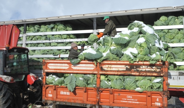 Kışlık Sebze Fiyatları Üreticinin Yüzünü Güldürmedi