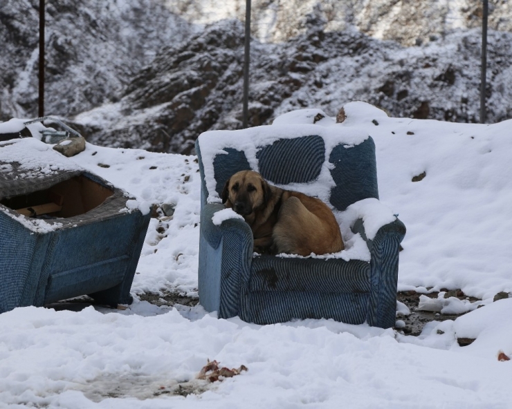 Sokakta Doğum Yapan Köpeğe Sahip Çıktılar