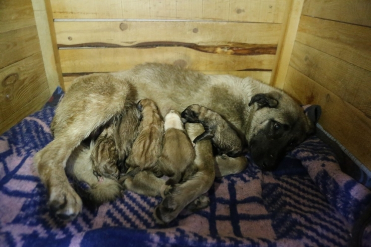 Sokakta Doğum Yapan Köpeğe Sahip Çıktılar