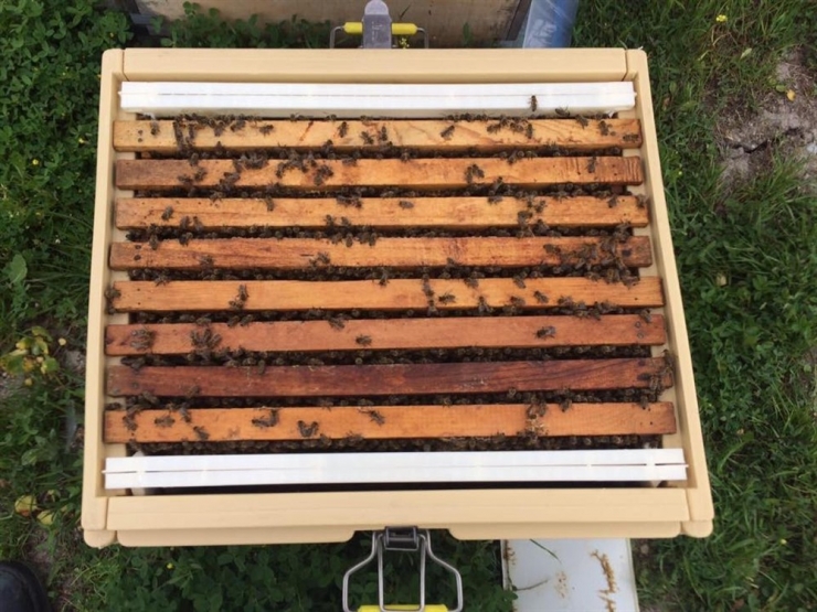 Büyükşehir’de Arıcılık Eğitim Başladı