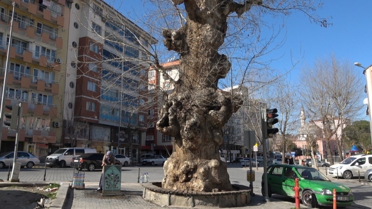 2 Asrı Geride Bıraktı Halen Ayakta