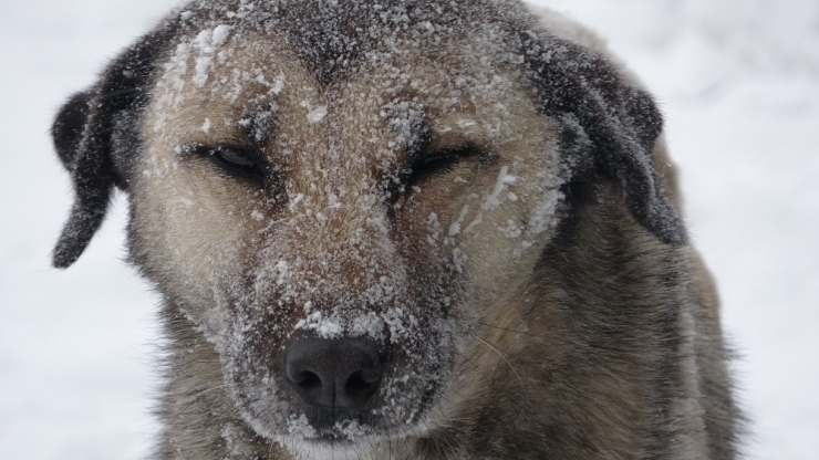 Ardahan’da Sibirya Soğukları