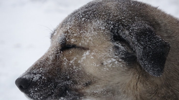 Ardahan’da Sibirya Soğukları