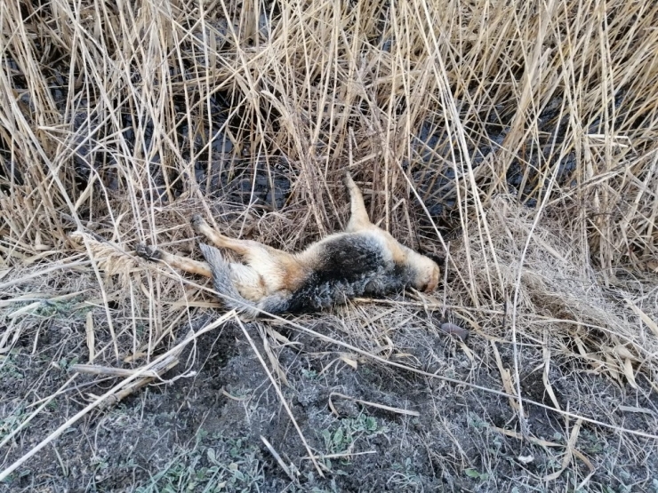 Edirne’de Şoke Eden Görüntü