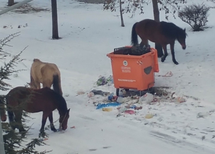 Sahipsiz Atlar Çöplüklerde