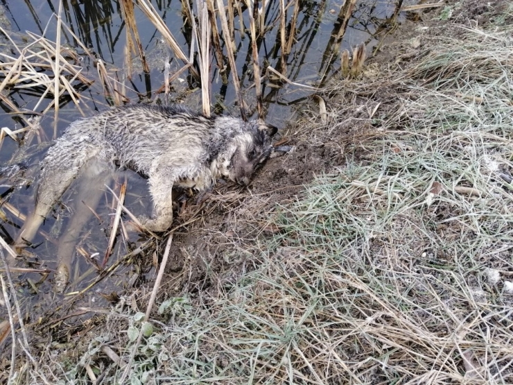 Edirne’de Şoke Eden Görüntü