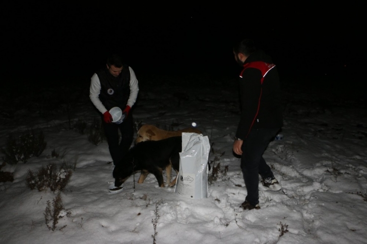 Kartal Belediyesi Soğuk Kış Günlerinde De Sokak Hayvanlarının Yanında