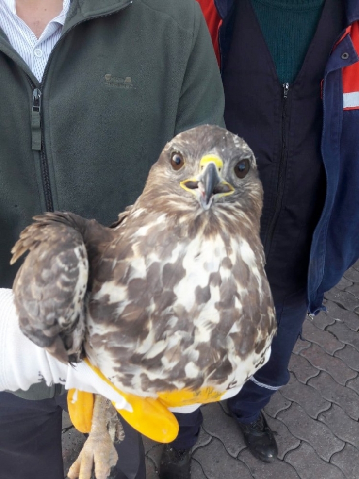 Kanadından Yaralı Halde Bulunan Şahin Korumaya Alındı