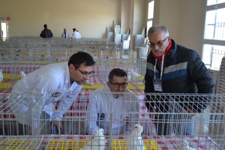 Güvercinler Birinci Olmak İçin Yarıştı