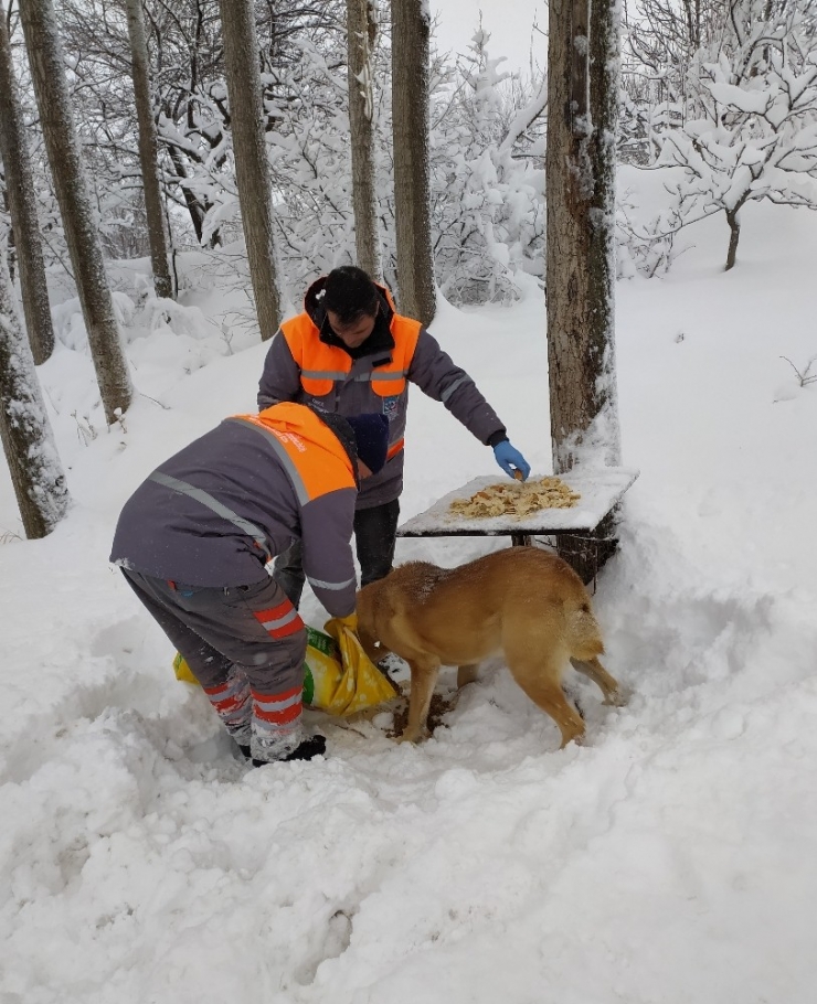 Melikgazi’de Sokak Hayvanları Unutulmadı