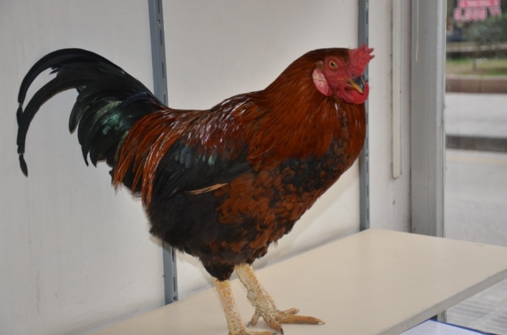 Bizimkiler Filmi Ordu’da Gerçek Oldu