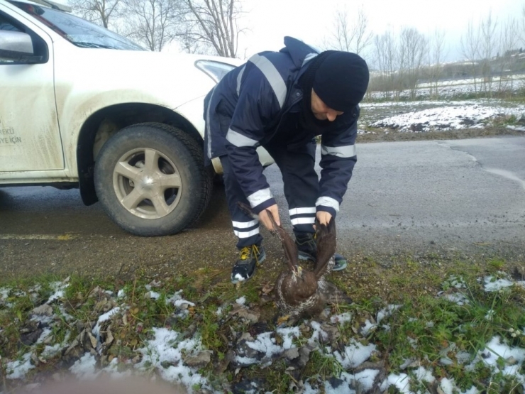 Sedaş Ekipleri Yaralı Buldukları Doğan’a Yardım Etti