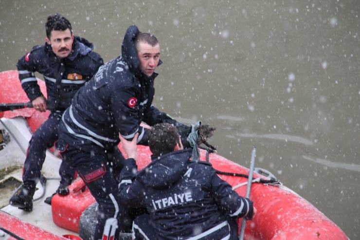Yeşilırmak’a Düşen Yavru Kediyi İtfaiye Kurtardı