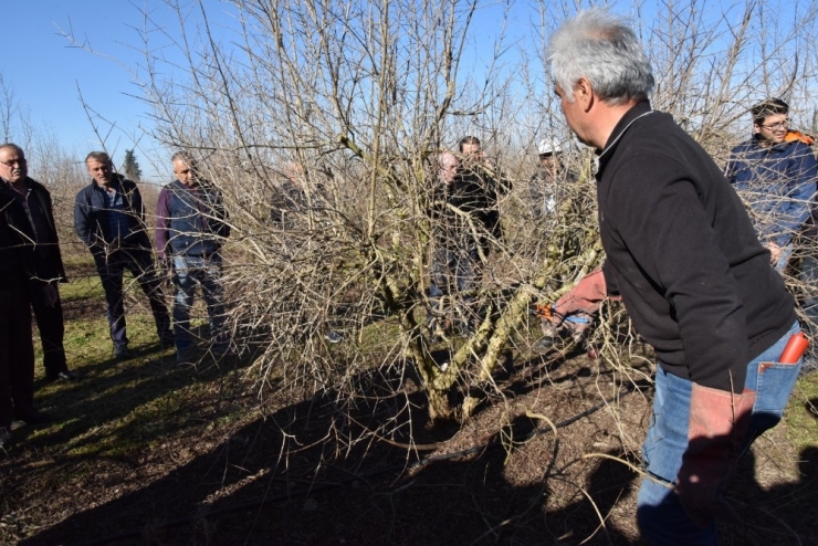 Meyve Ağaçlarında Budama Eğitim Seferberliği