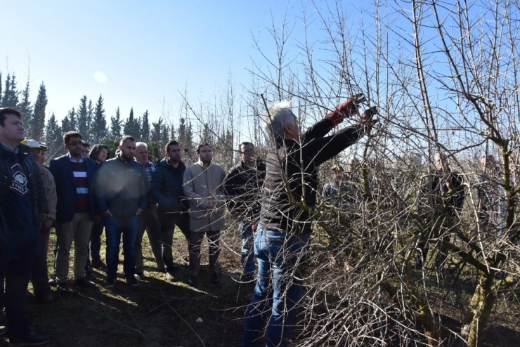 Meyve Ağaçlarında Budama Eğitim Seferberliği