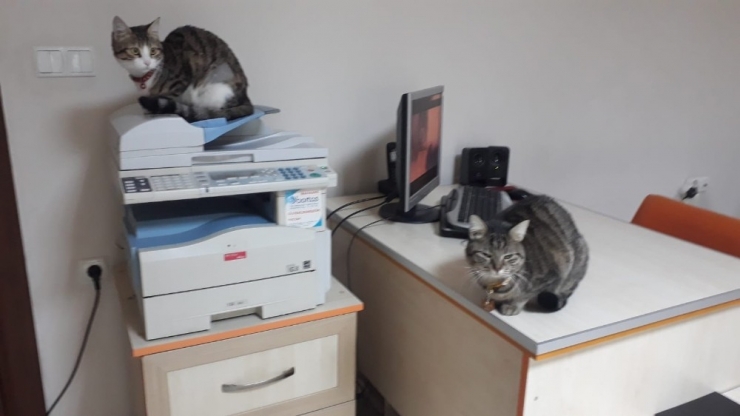 Sokaktan Bulduğu Kedilerini Ofiste Besliyor, Çalışanlarını Hayvan Sevgisi Olanlardan Seçiyor