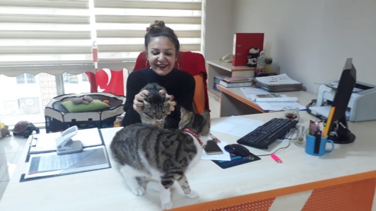 Sokaktan Bulduğu Kedilerini Ofiste Besliyor, Çalışanlarını Hayvan Sevgisi Olanlardan Seçiyor