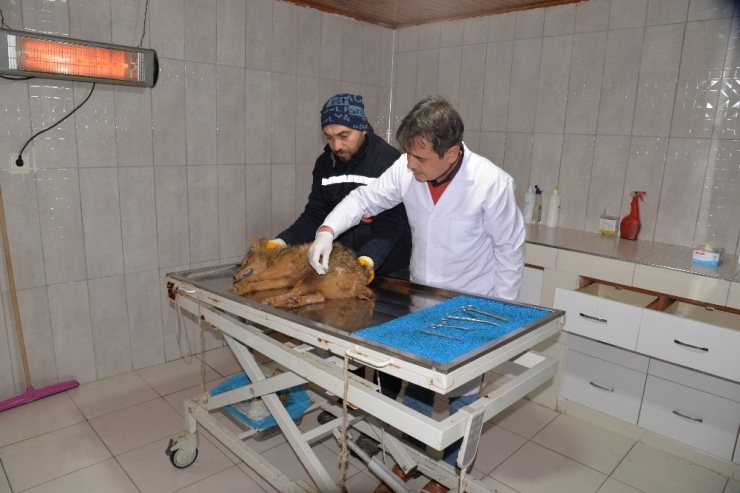 Araç Çarpan Çakal Tedavi Altına Alındı