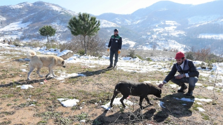 Başiskele’de Sokak Hayvanlarına Yardım Eli