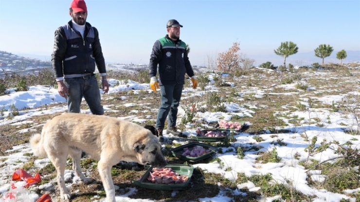 Başiskele’de Sokak Hayvanlarına Yardım Eli