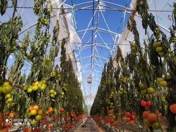 Fırtınada 47 Dekar Alanda Bulunan Sera Zarar Gördü