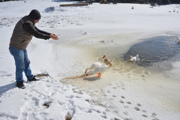 Akdağ’da Yaban Hayvanlarına Yemleme Desteği