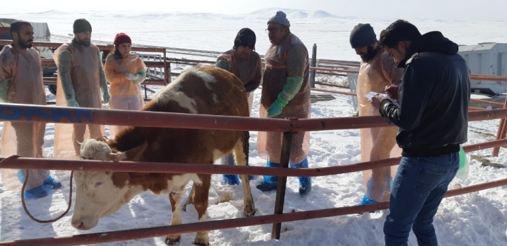 Kars Bölgesi Vho’nun Bakanlık Onaylı Suni Tohumlama Kursu Başladı