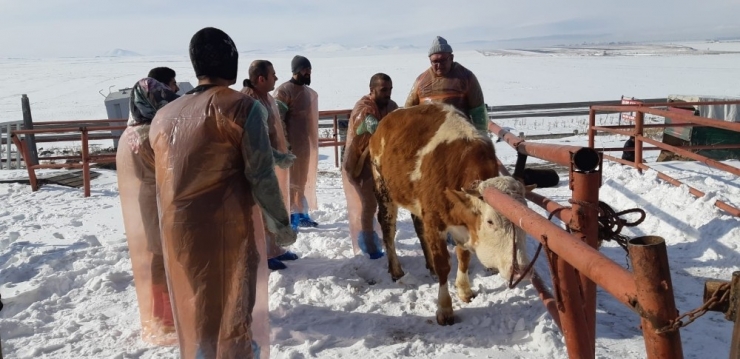 Kars Bölgesi Vho’nun Bakanlık Onaylı Suni Tohumlama Kursu Başladı