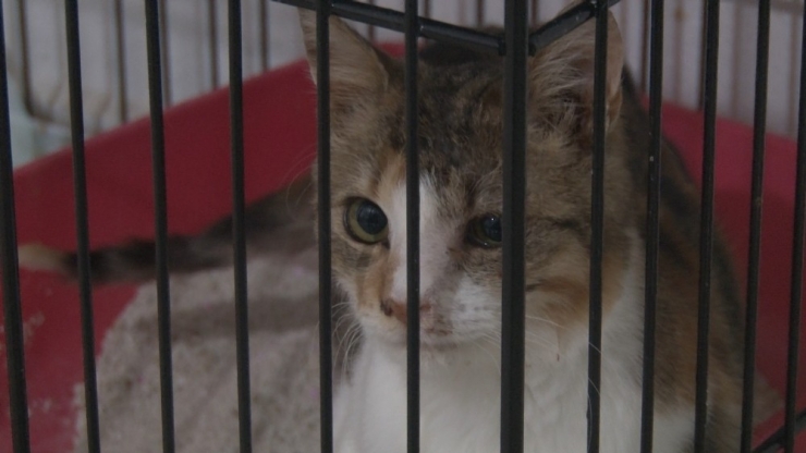 Üst Solunum Yolu Enfeksiyonları Sokak Hayvanlarını Da Etkiliyor