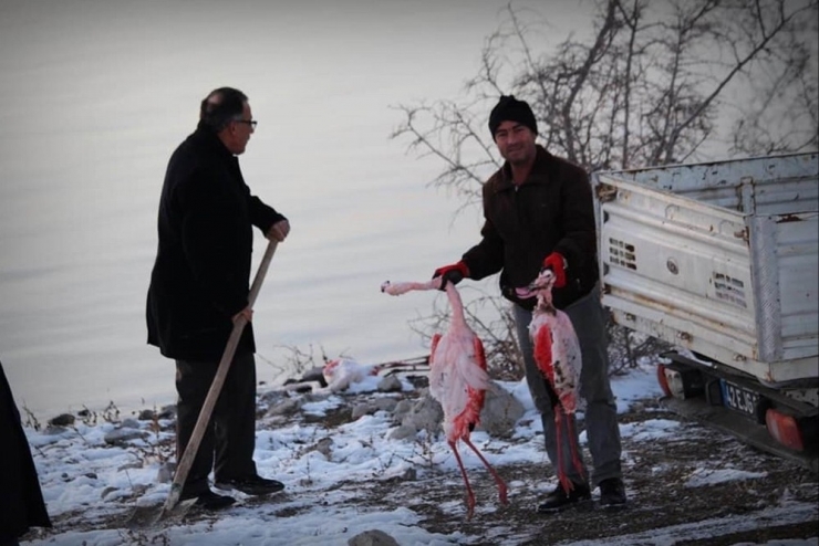 İvriz Barajı’nda 12 Flamingo Ölü Bulundu