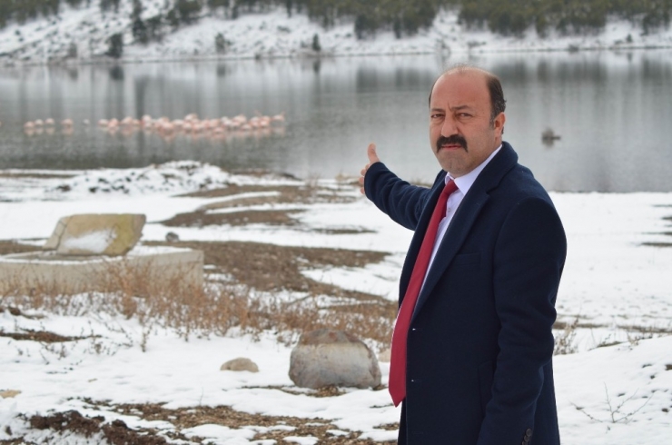 Konya’da 13 Flamingo Soğuktan Öldü