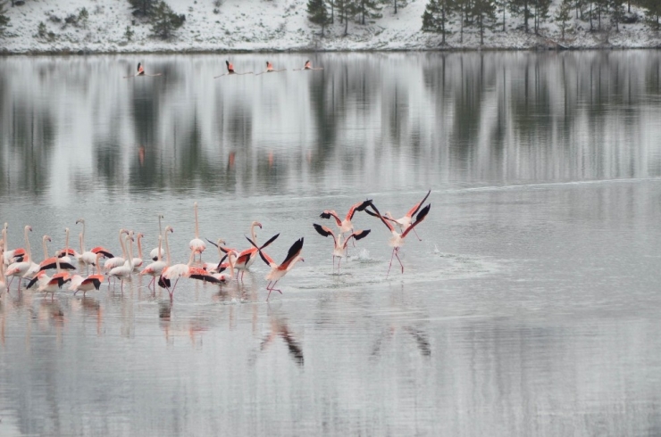 Konya’da 13 Flamingo Soğuktan Öldü