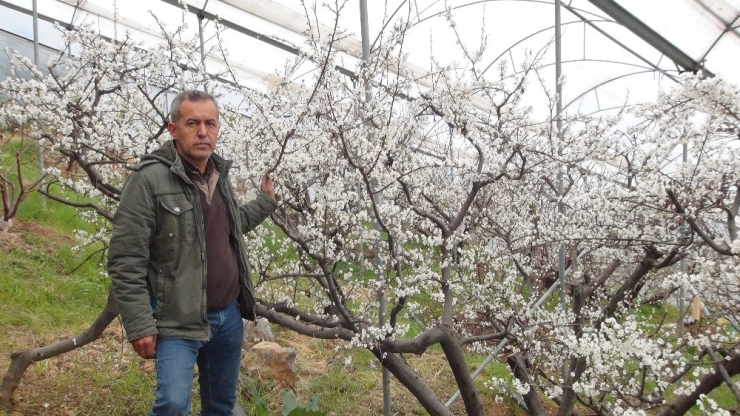 Mersin’de Kar Yağdı Erik Ağaçları Çiçek Açtı