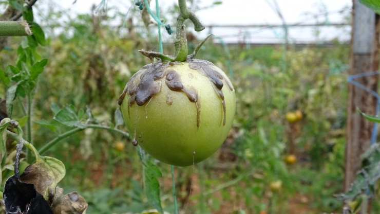 Zirai Don Nöbetinde Sera Yandı