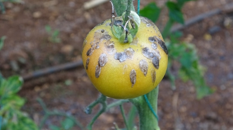 Zirai Don Nöbetinde Sera Yandı