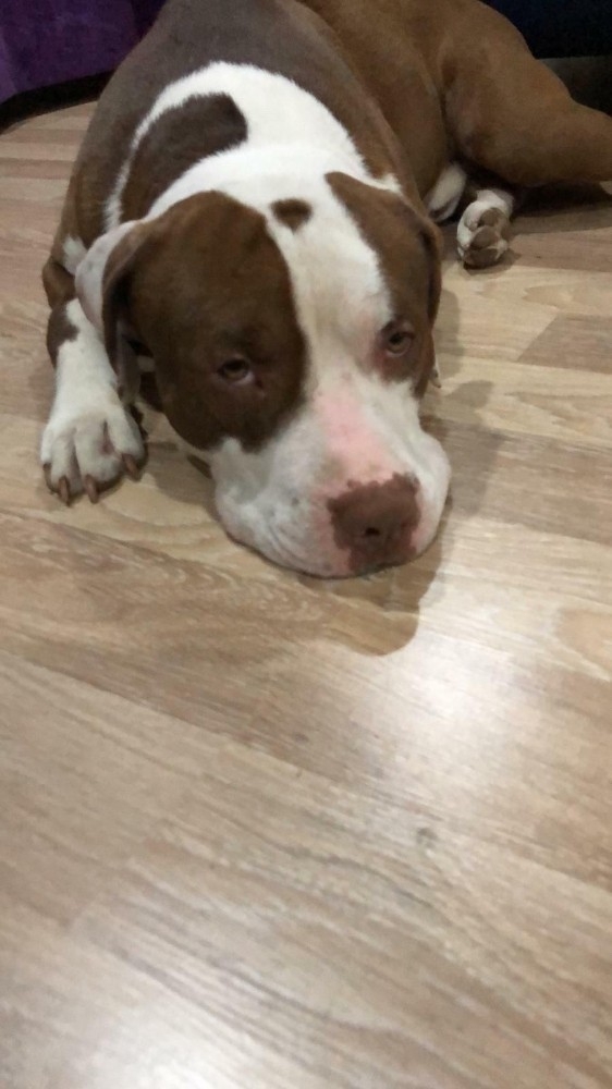 1 Aydır Kayıp Olan İki Köpeğinin Bulunması İçin Seferber Oldu